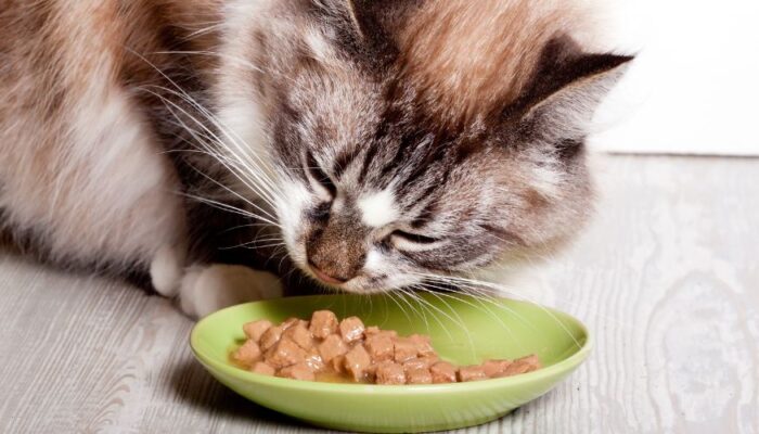 Cuánto Debe Comer un Gato