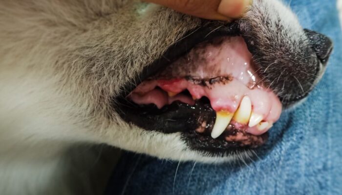 Por qué un perro adulto pierde los dientes
