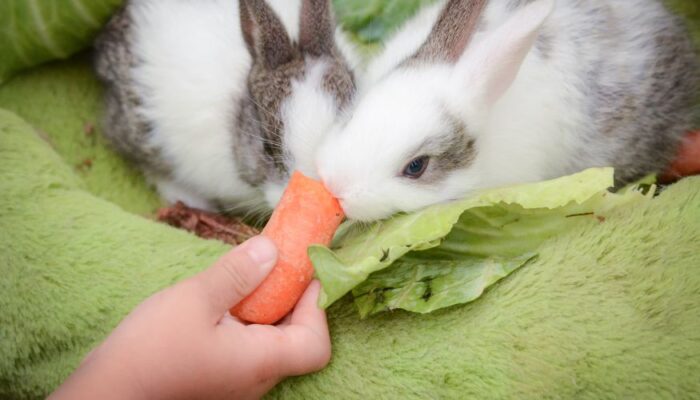 alimentando al conejo