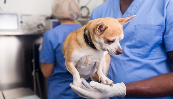 esterilización y castración de perros