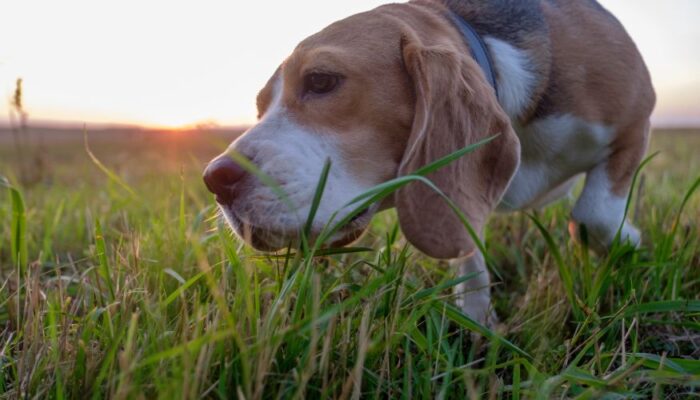 por qué los perros comen hierba