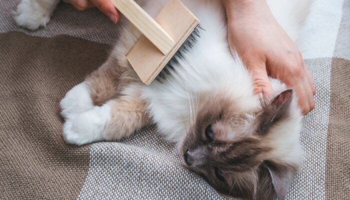 que puedes hacer si tu gato tiene pelaje atado o anudado