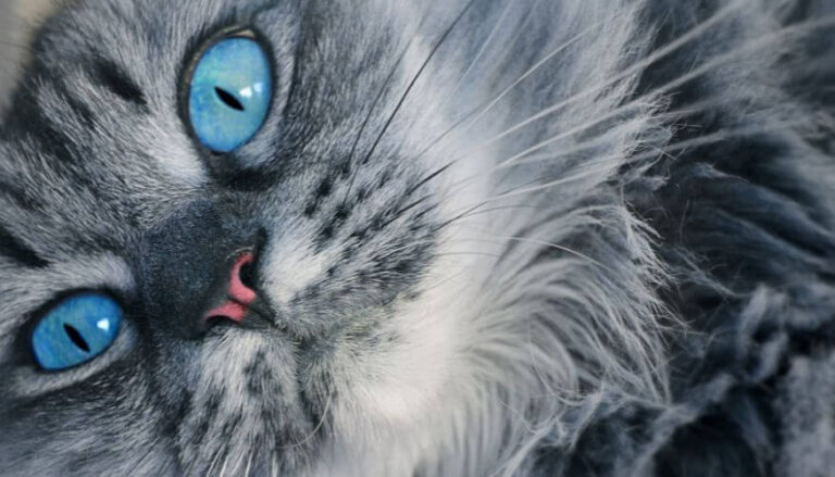 Razas de Gatos con Ojos Azules